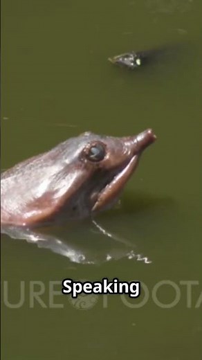 Meet the Sneakiest Turtle in the World!