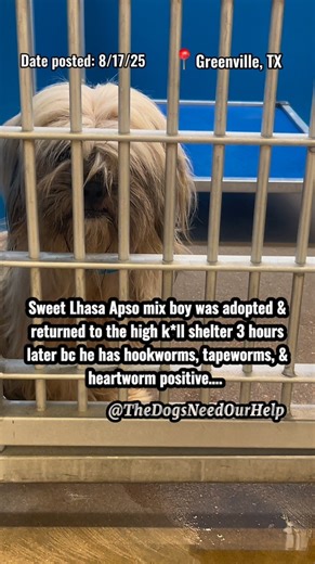 65 reactions · 78 comments | Sweet Lhasa Apso mix boy was adopted &...