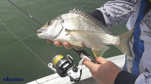 Meet the Okuma Aria spinning reel, an entry level ball bearing reel that punches well above its price of around $30. A quality reel to set up all of the kids for fishing and a great starting point for the weekend angler. Game on! #okuma #okumaaustralia #fishing #okumaaria #aria #okumalrf #tackletactics | Okuma Australia