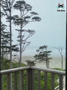 Pets Farm | Kitty found her safe spot