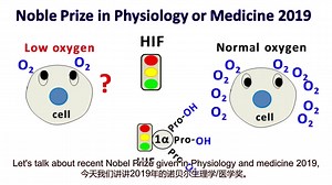 【Quick Biochemistry Basics】<中英字幕>2019年的诺贝尔生理学/医学奖