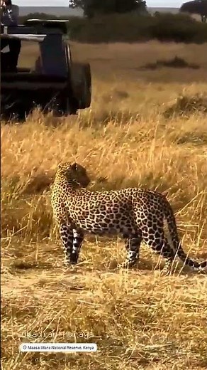Wild Wonders of Amboseli, Kenya 🇰🇪 | Safari Adventure with @sunworldsafaris