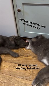 10M views · 170K reactions | Wolfdog disciplines puppy then kisses...