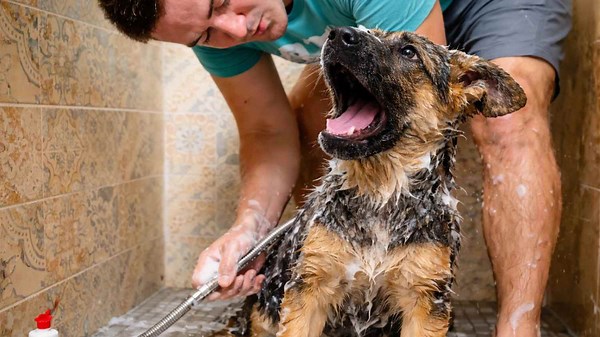 German shepherd puppy declares war on bath time