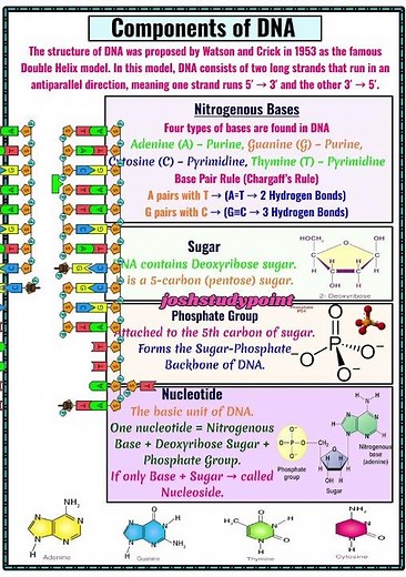 DNA Double Helix Model (Watson & Crick, 1953) – The Blueprint of Life