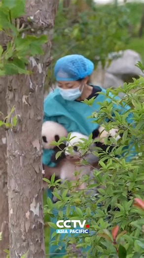 🐼 The giant #panda cubs are here to greet everyone! The keeper carefully placed three cubs on a blanket in the grass, which melted everyone's hearts at the #Chengdu Research Base of Giant Panda Breeding in Chengdu, #China. 🐼 #熊猫 幼崽出摊啦！#四川 成都大熊猫繁育研究基地的饲养员小心翼翼地将三只熊猫幼崽放在草地的毯子上，萌化游客！ | CCTV Asia Pacific
