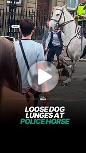 712K views · 563 reactions | The owner couldn't control the dog  #dog #police #horses | Daily Mail Australia | Facebook