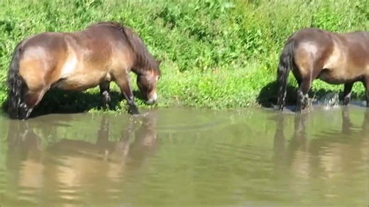 The Waterboys 🐴🐴🐴🐴🐴🐴🐴🐴😍 | North Berwick Ponies