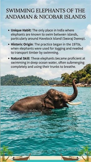 Swimming Elephants of the Andaman Islands 🐘🌊 | India’s Most Unusual Wildlife Behavior