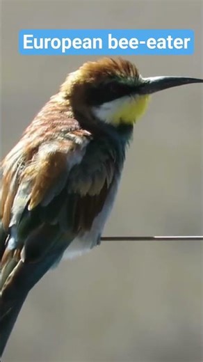 European bee eater #birds #wildlife #nature