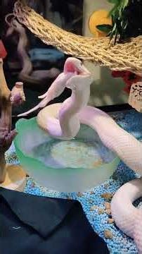 Big Clumsy Snake's Delightful Dining - Must-See Pet Snake Feeding