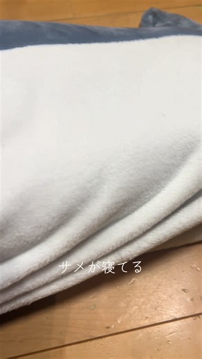 振り向いたら裸でサメになってた五男🦈🦈#5人兄弟 #五男