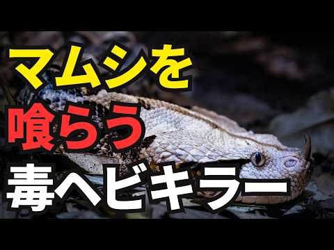 [Natural Enemy of Venomous Snakes] What kind of opponent makes the highly venomous pit viper "fle...
