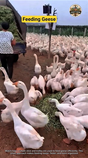 Feeding Geese Using Stick and Trolley Method