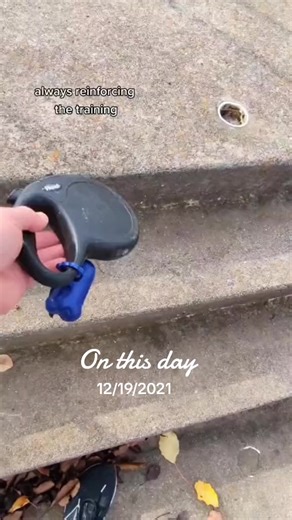 56K views · 3.5K reactions | #rubytuesday reinforcing training kept her sharp and mentally stimulated #doberman #dobermann #rubydooby_do #dogsofinstagram | Rubydoobydo | Facebook