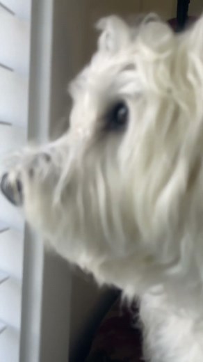 Westie Watching over the house. Guard dog, #westie, #shortsfeed, #shorts, #fyp