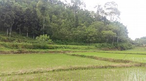 A thriving forest product boosts family farmers’ incomes