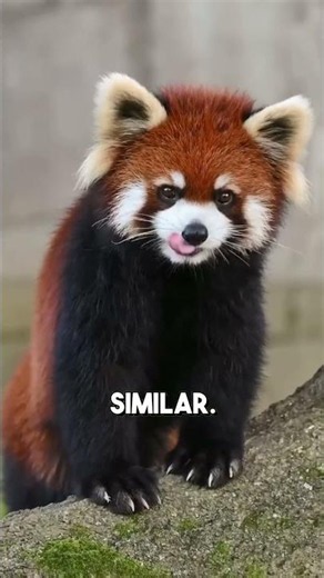 Animals That Use Their Tails in Crazy Ways