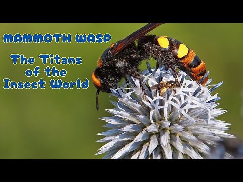 Mammoth Wasps: The Titans of the Insect World