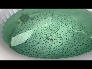 SaluSpa Tahiti setup and review