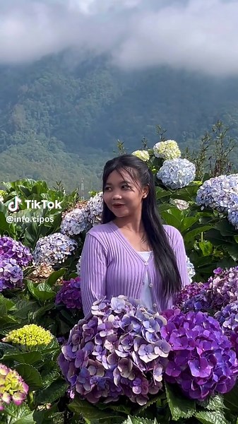 Rekomendasi Ladang Bunga Hortensia Cangar