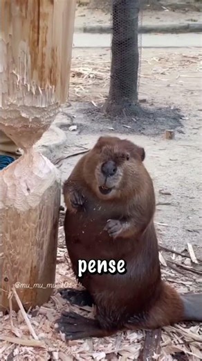 Pourquoi le castor Muku ronge l’arbre selon l’heure ? #shorts