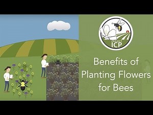 Benefits of Planting Flowers for Bees