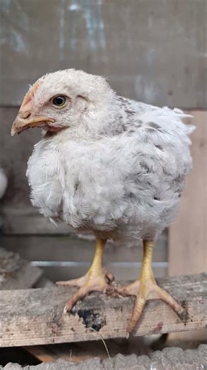 This Little Chicken Is Watching You! 🐔😳 | Close Farm Moment
