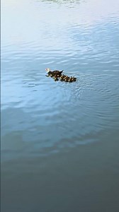 ¿Cuántos patitos son? 🦆🦆🦆