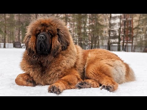 Tibetan Mastiff | Mighty Guardians Of The Himalayas