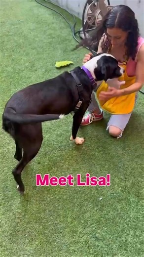 Real talk: Lisa will literally melt into your lap a la dramatic trust falls! She is a special dog who wins the heart of everyone who gets to know her. This lively, athletic, fun dog lives to learn, play, and engage. Lisa is the star of play sessions here at the shelter, and absolutely loves other dogs. This sweet young lady didn't have much of a training foundation in her puppyhood; luckily, her bountiful enthusiasm for life makes her a quick learner. Lisa will need an adopter committed to helpi