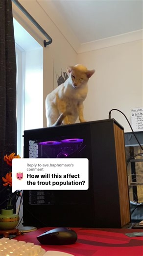 Replying to @ave.baphomaus the trout have been obliterated #catmemes #funnycats #siamese #orientalshorthair #fyp