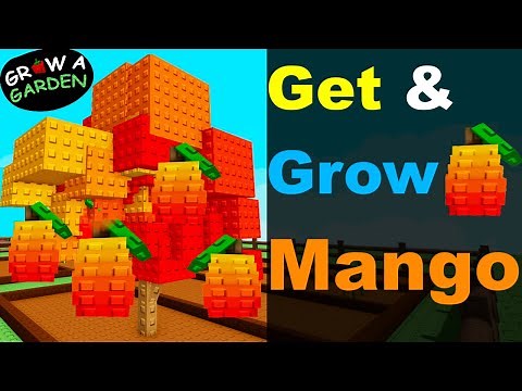 How to get Mango & grow it faster in Roblox Grow A Garden #roblox #growagarden