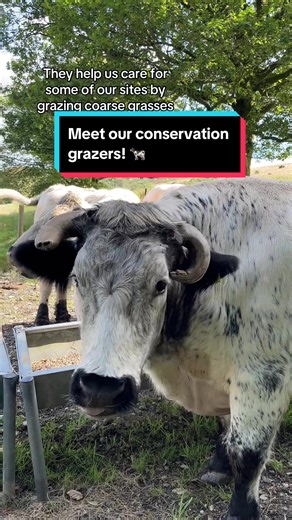 Welsh White Cattle: Guardians of Wildlife at Brynau Farm