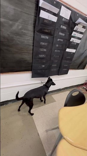 Watch Ecko find bed bugs (training vial) in this classroom! She is so smart! #doglife