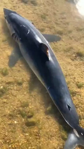 Exploring Vibrant Marine Life in Shallow Waters