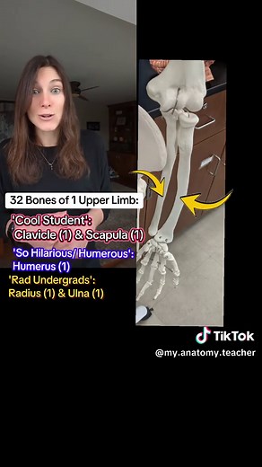 Exploring the 32 Bones of the Upper Limb