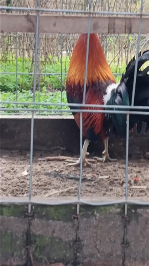 6 blueface hatch brothers lookin good #triplehhhgamefarm (912) 850-8934 Chris Harrell | Chris Harrell