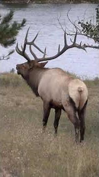 This is What an Elk Sounds Like! #shorts Elk Bugle During Rut