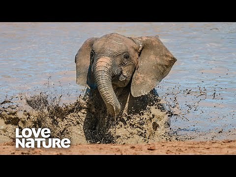 Baby Elephant Takes First Swim After Long Drought | Love Nature