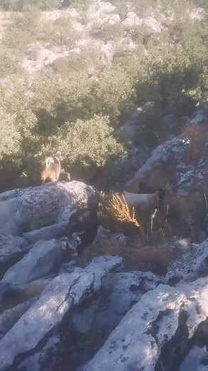 Exploring Goats Grazing in a Scenic Valley