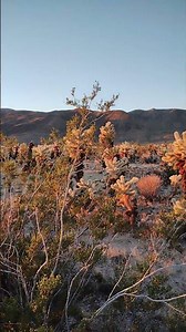 1/15 日の出@ジョシュアツリーサボテン 3 / Sunrise with Joshua Tree's cactus 3