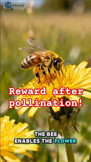 Inside a Bee’s Tiny Mission: Pollination Explained 🐝 #bee #science #facts #insects #nature