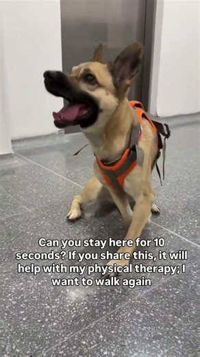 Please don’t scroll… 🐾💔We rescue injured and abandoned animals in need of food and treatment
