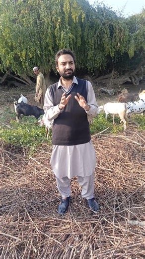 How to Start Goat Farming | Profit in Goat Farming