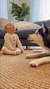😀🐕🤩🐕Baby Tries to Howl Like a Husky... And the Husky Answers