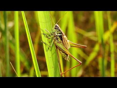 Sound of Grasshoppers - Stridulation