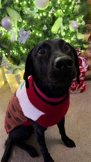 Christmas with Santa Paws