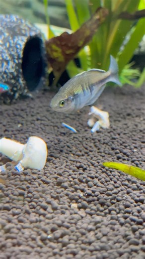 “Wait… Are My Rainbowfish Eating Mushroom?!”