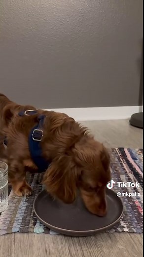 Dachshund Puppy Food Tips for Happy Healthy Dogs